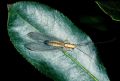 Italochrysa italica